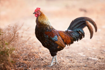 Better Chicken Health: Deep Litter Manure Management Image